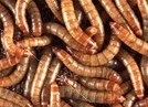 Live maggot found in athlete’s food at Youth Olympic Village