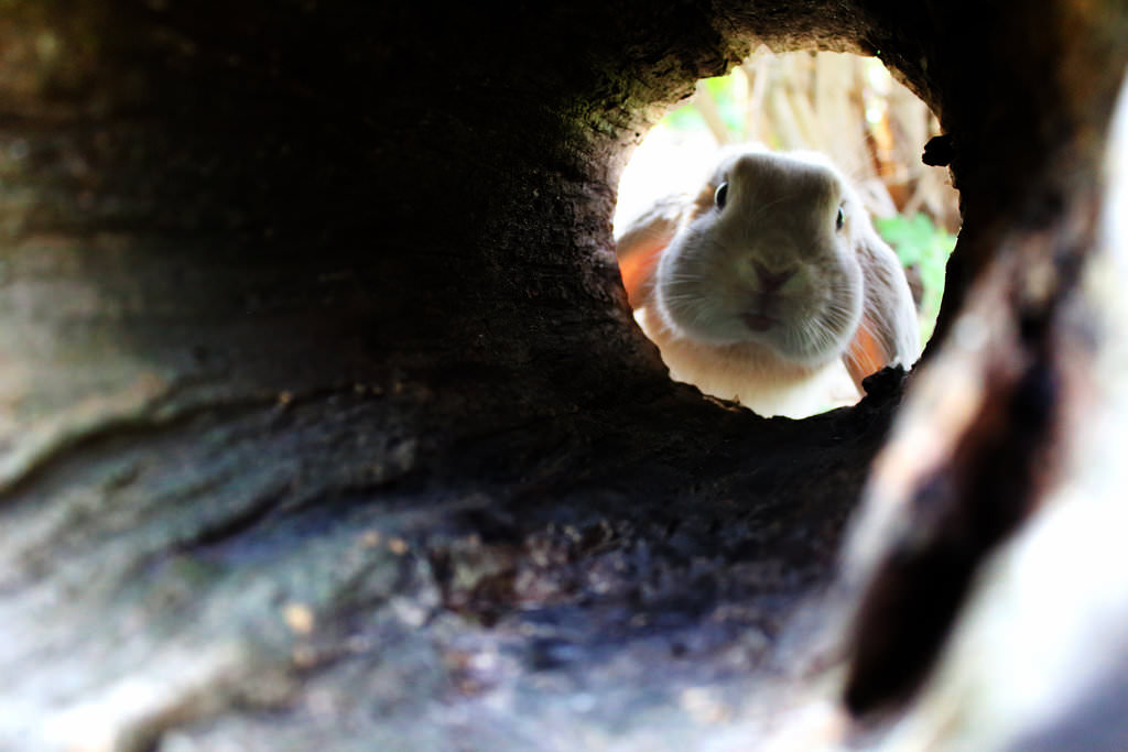 Don’T Go Down The Rabbit Hole